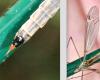 Tipula selene